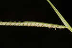 Hairyseed paspalum 